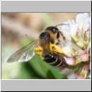 Andrena flavipes - Sandbiene w15b 9mm OS-Hasbergen-Lehmhuegel.jpg